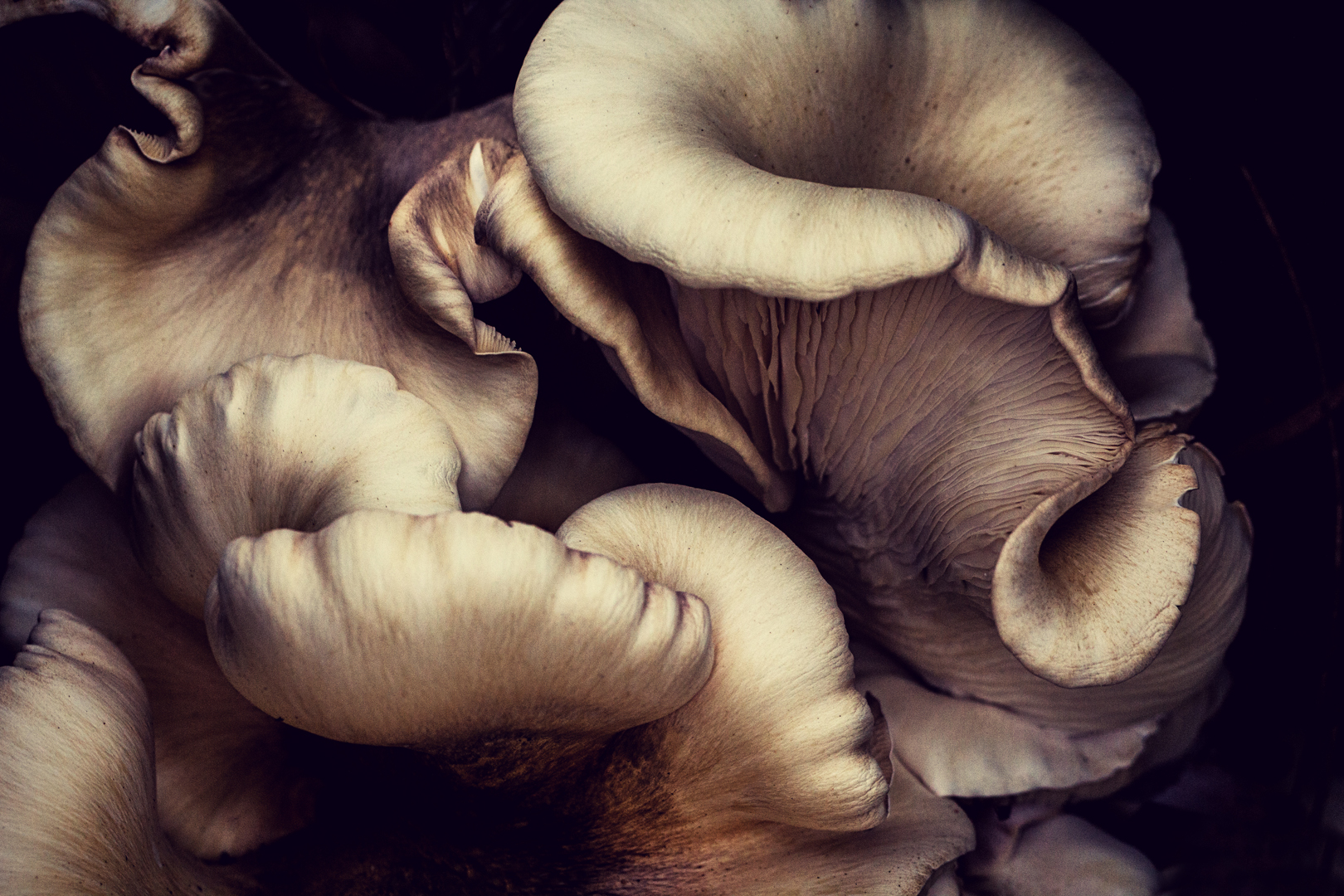 Close up photograph of mushroom type fungi.