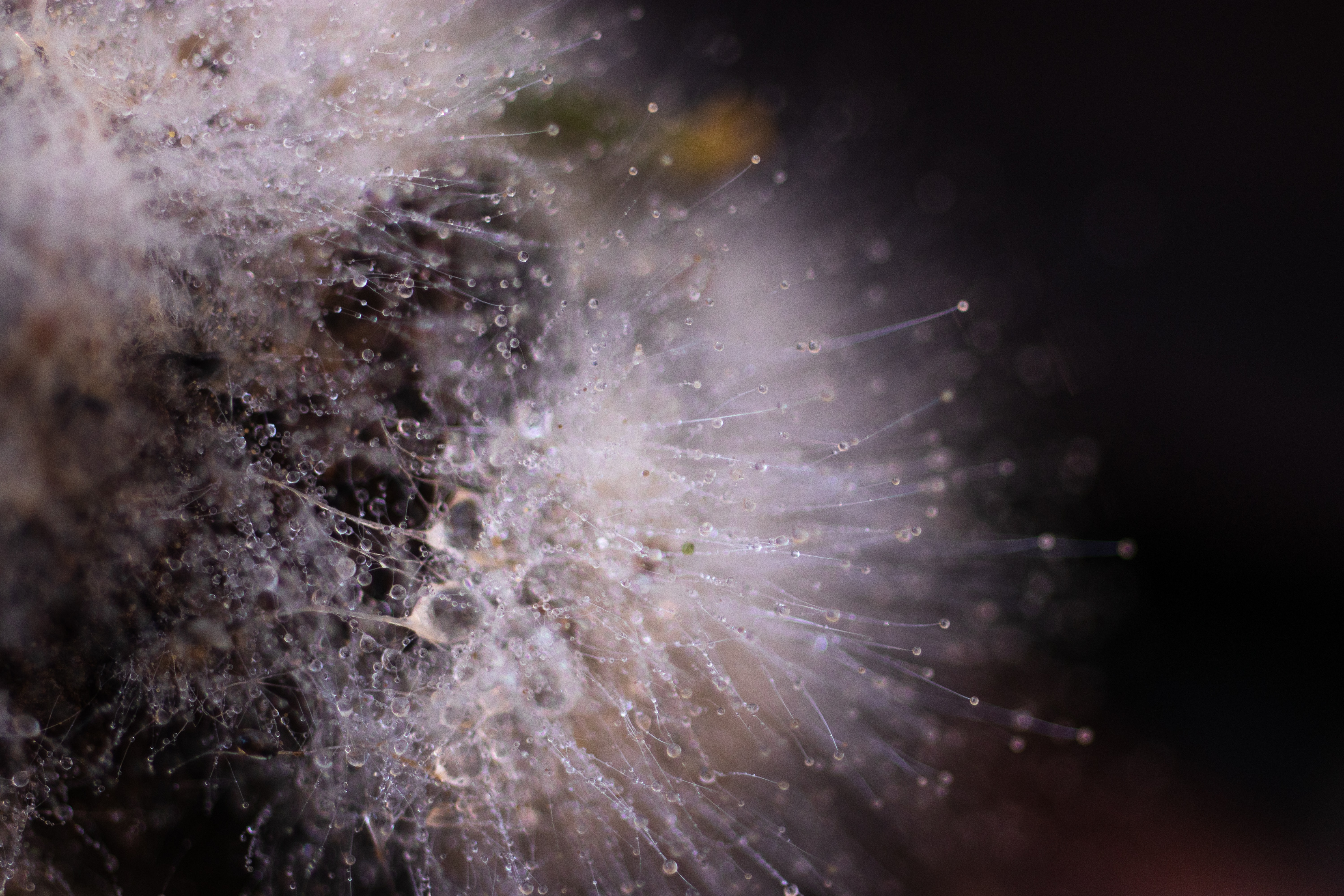 Close up photgraph of fungi spores