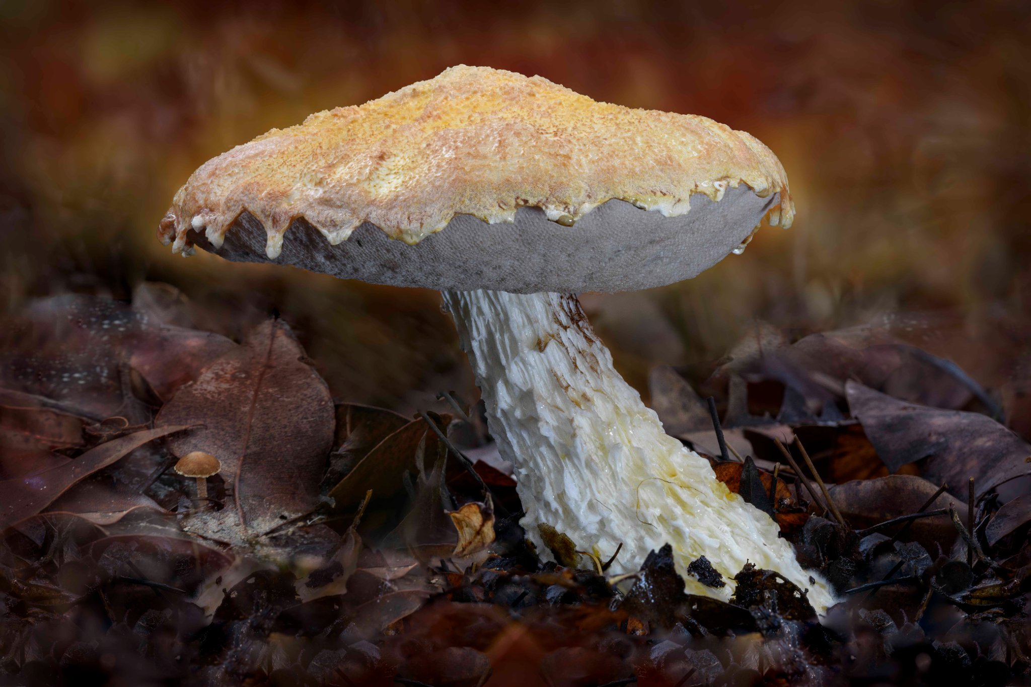 Close up image of ridge stemmed bolete fungi