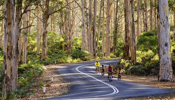 group of cyclists on road among tall karri trees