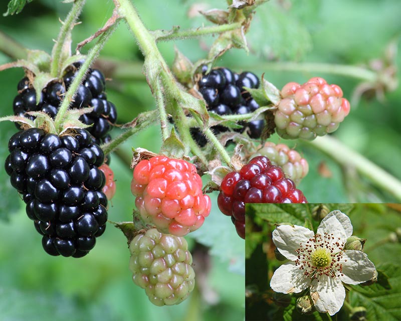 Blackberry fruit and flower