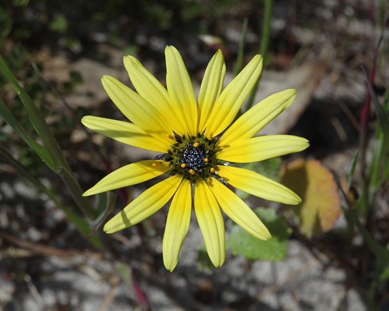 Cape Weed Flower