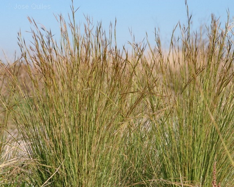 Tambookie Grass stems and seeds