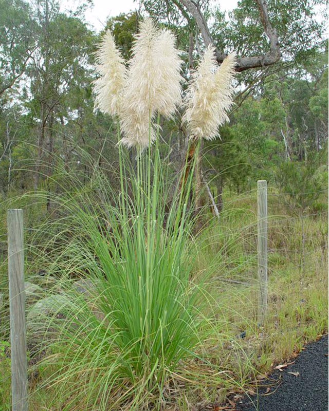 Pampas Grass plant and flower