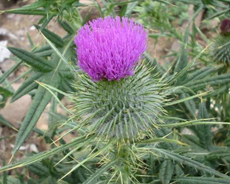 Spear Thistle plant and flower