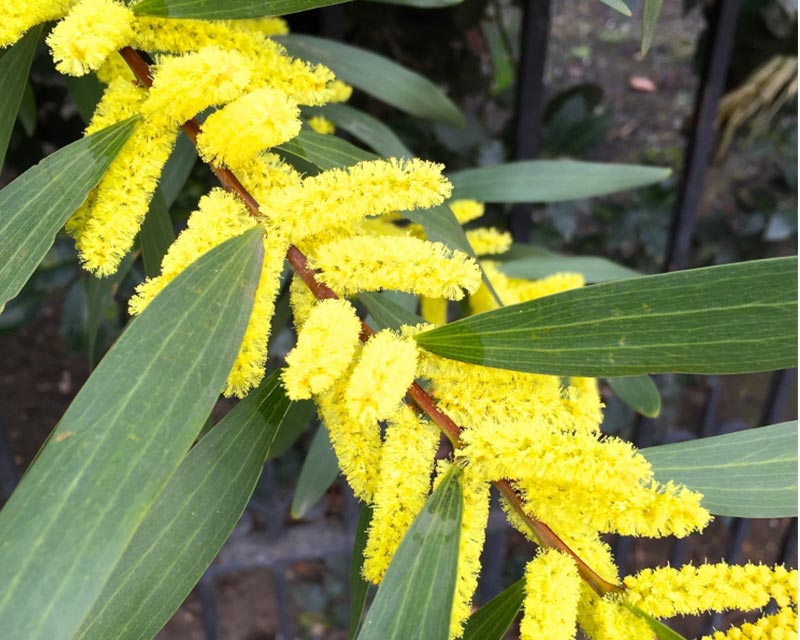 Sydney Golden Wattle flower