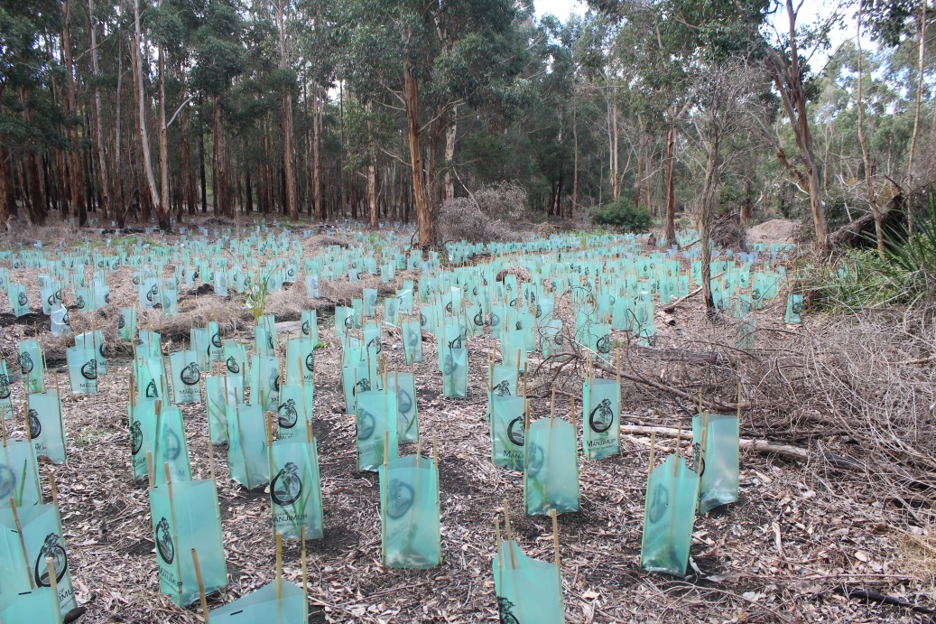 Planted out young tree seedlings with protection bags.