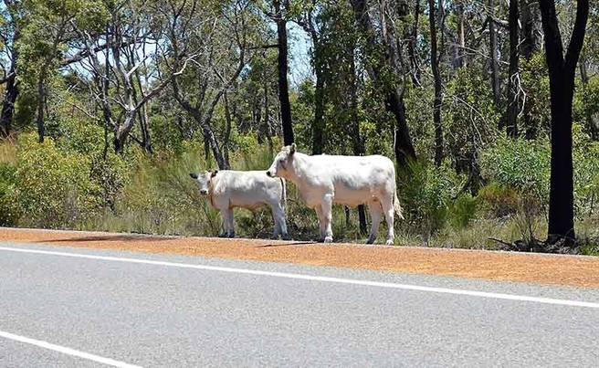 cows on edge of bitumen road