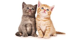 two kittens sitting together looking up
