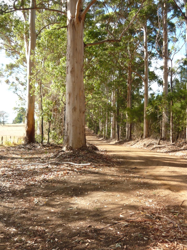 gravel road through tall karri trees and farm land