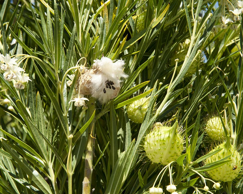 Green plant with spikey pods and fluffly white flowers.