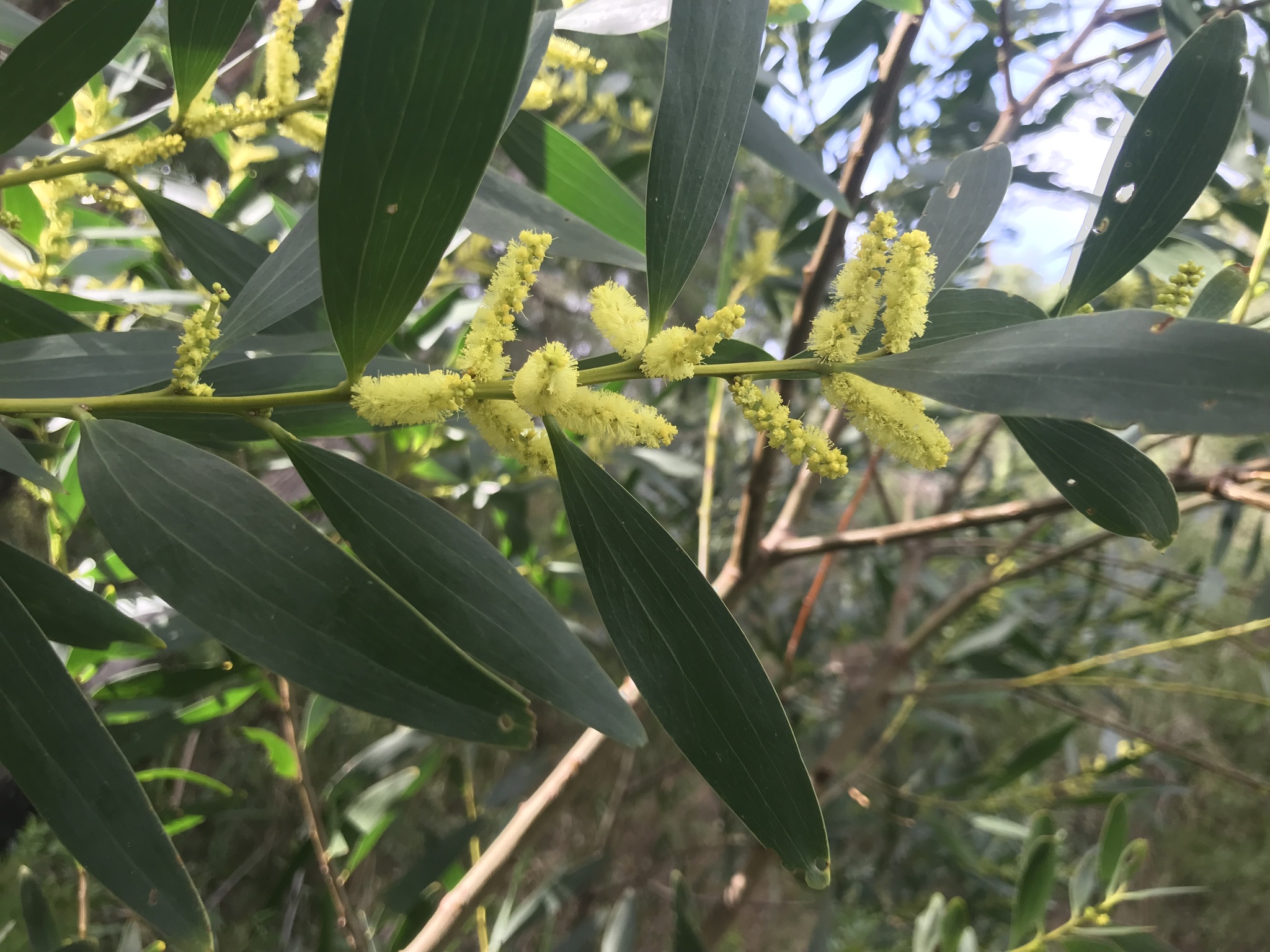 Grey green leaves and yellow flower spikes of Sydney Golden Wattle.