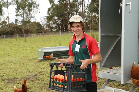 student at egg farm carrying crate of eggs, chickens in background