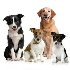 Border Collie, Jack Russell, Labrador and Kelpie puppy sitting together with white background
