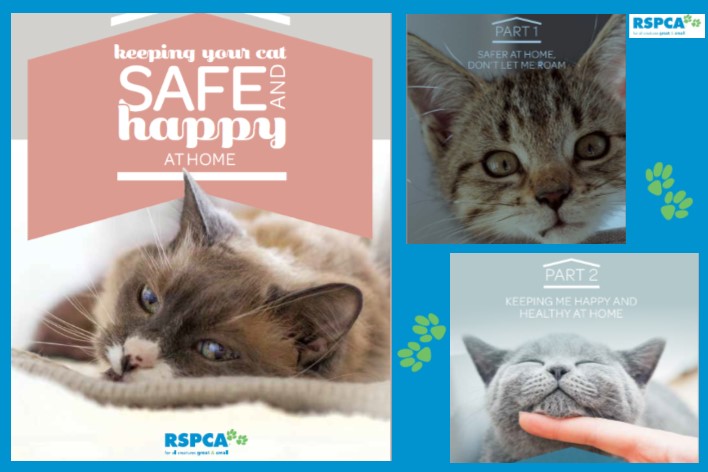keeping you cats safe at home brochure image