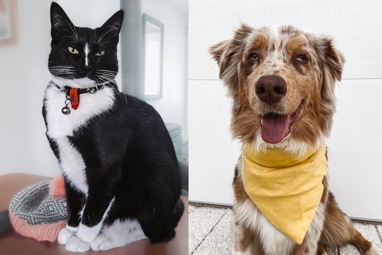Image of dog and cat sitting
